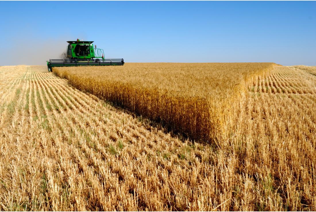 Imagen campo de trigo con cosechadora