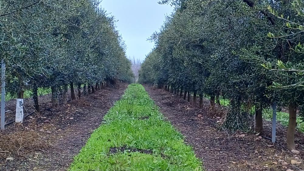 Imagen campo de olivos